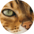Avatar 10